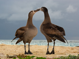 Картинка животные альбатросы