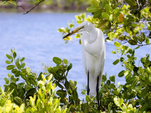 Картинка животные цапли