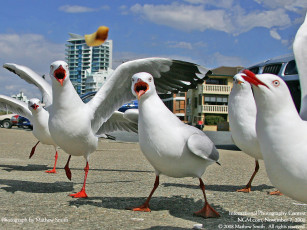 обоя животные, Чайки, бакланы, крачки