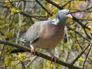 Картинка животные голуби