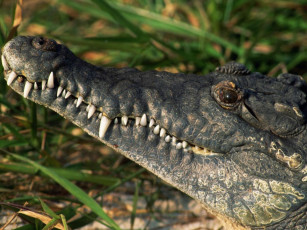 Картинка животные крокодилы