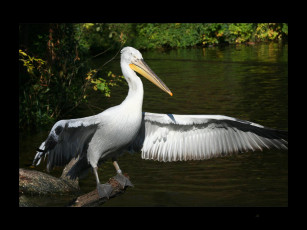 Картинка животные пеликаны