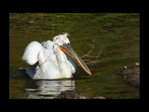 Картинка животные пеликаны