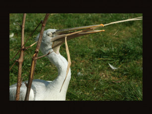 Картинка животные пеликаны