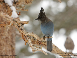 Картинка животные птицы