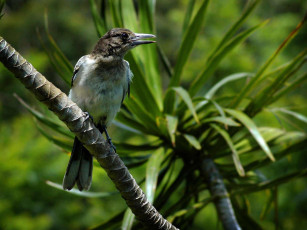 Картинка животные птицы