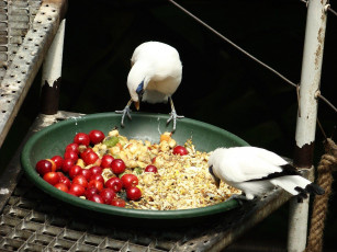 Картинка животные птицы