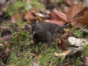 Картинка животные птицы
