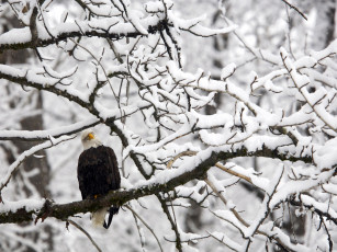 Картинка животные птицы хищники