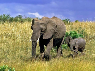 Картинка животные слоны