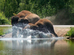 Картинка животные слоны