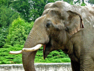 Картинка животные слоны