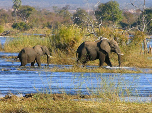 Картинка животные слоны