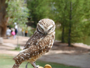 Картинка животные совы