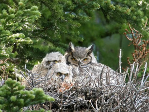 Картинка животные совы