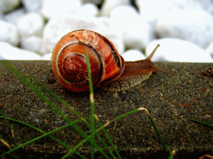 Картинка животные улитки