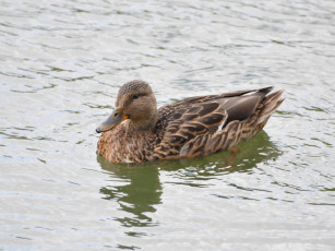 Картинка животные утки