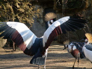 Картинка животные журавли