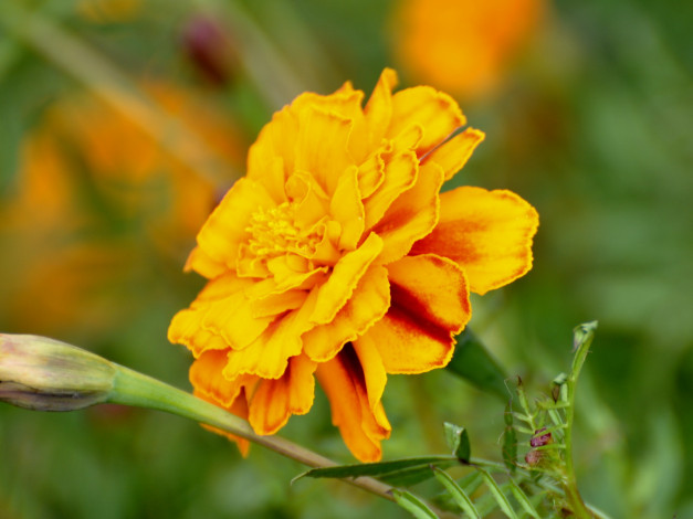 Обои картинки фото цветы, бархатцы