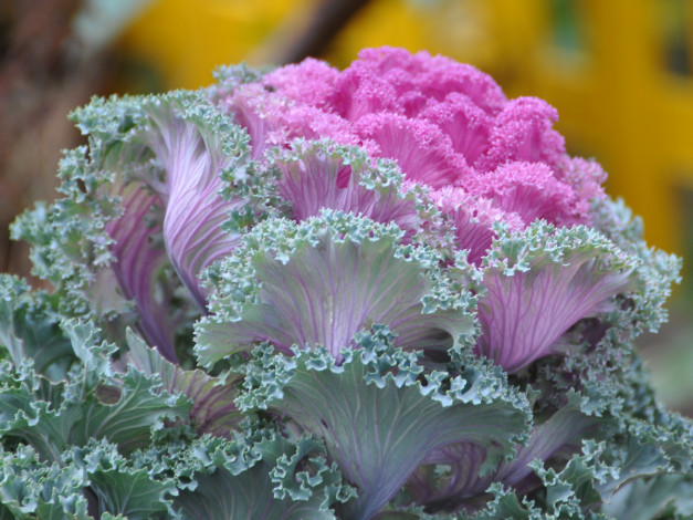 Обои картинки фото цветы, декоративная, капуста