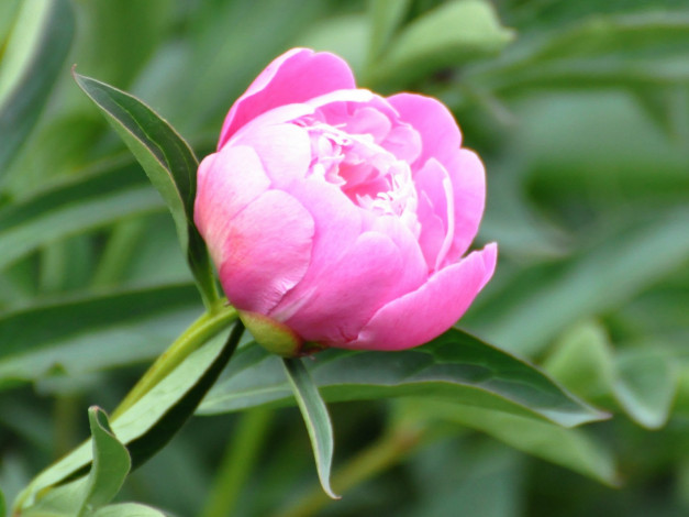 Обои картинки фото цветы, пионы