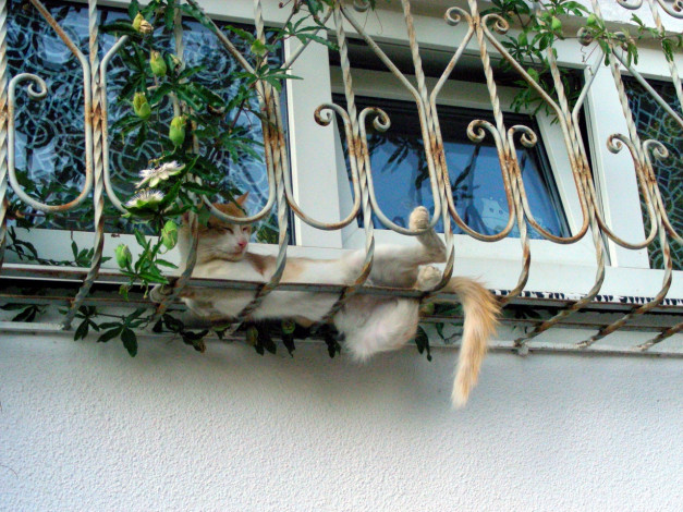 Обои картинки фото кот, животные, коты