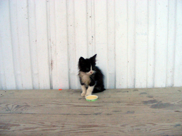 Обои картинки фото кот, животные, коты