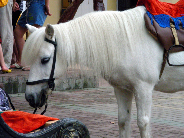 Обои картинки фото лошади, животные