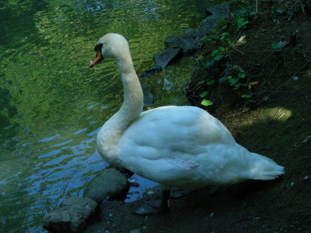 Обои картинки фото птицы, 11, животные, лебеди