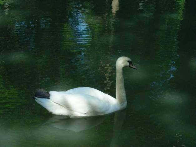 Обои картинки фото птицы, 12, животные, лебеди