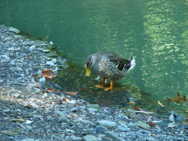 Обои картинки фото птицы, 13, животные, утки