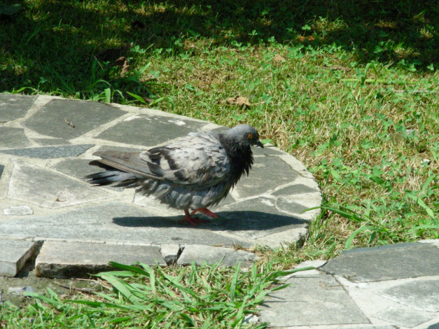 Обои картинки фото птицы, 15, животные, голуби