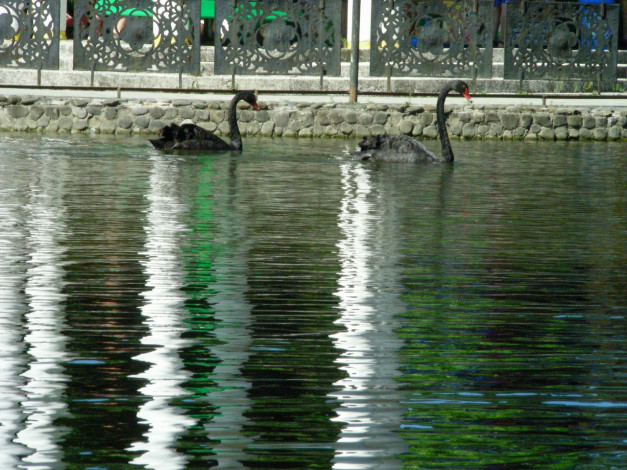 Обои картинки фото птицы, животные, лебеди