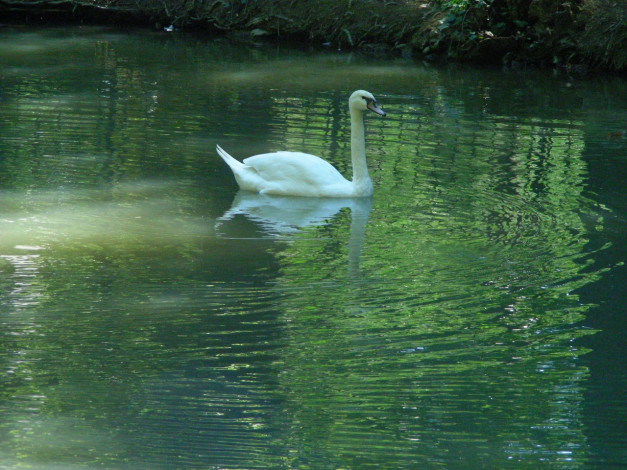 Обои картинки фото птицы, животные, лебеди