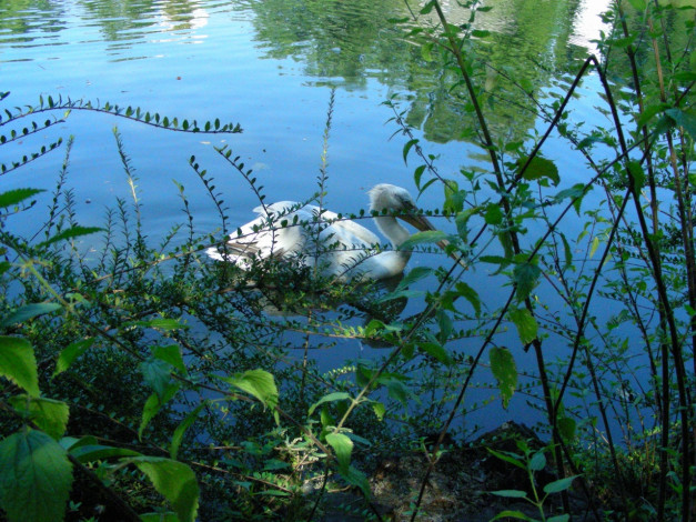 Обои картинки фото птицы, животные, пеликаны