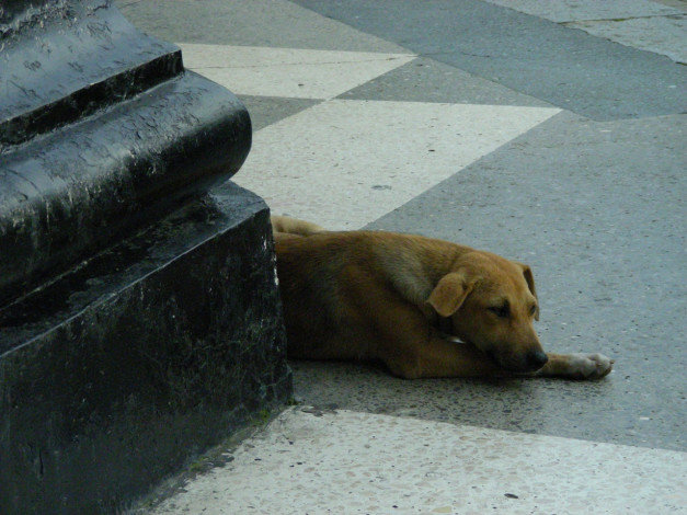 Обои картинки фото собаки, животные