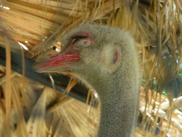 Обои картинки фото страус, животные, страусы