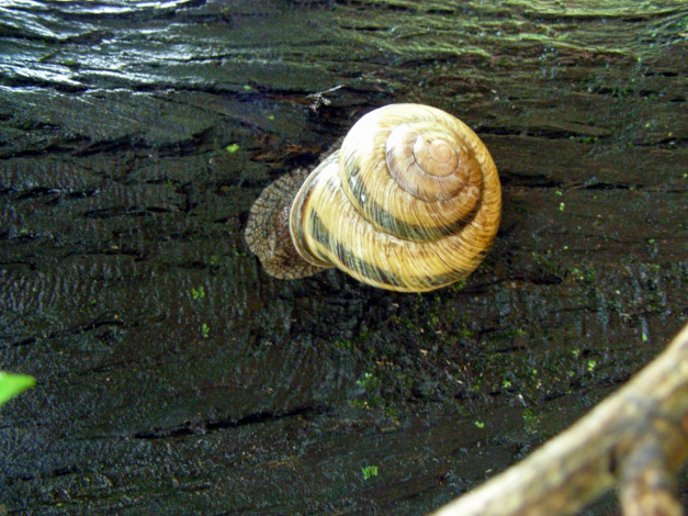 Обои картинки фото улитка, животные, улитки