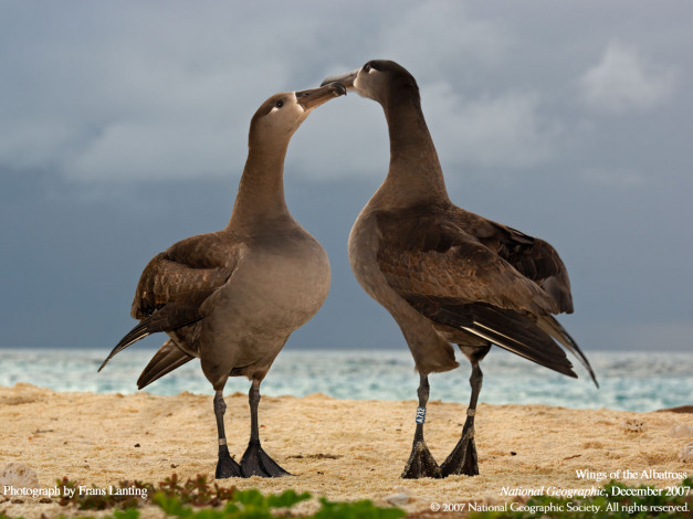 Обои картинки фото животные, альбатросы