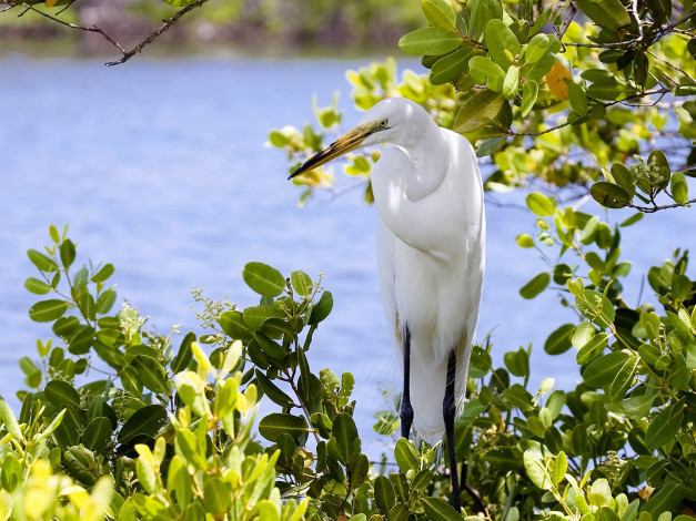 Обои картинки фото животные, цапли