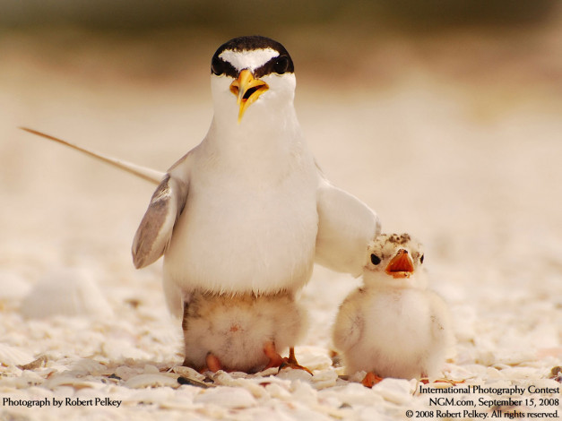 Обои картинки фото животные, Чайки, бакланы, крачки