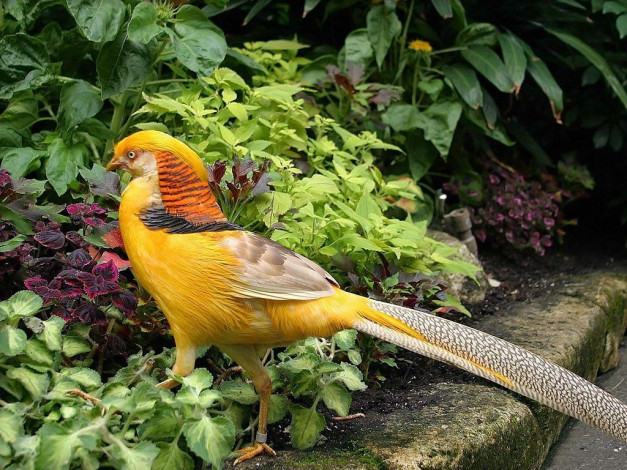 Обои картинки фото животные, глухари, тетерева, фазаны