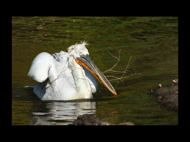 Обои картинки фото животные, пеликаны