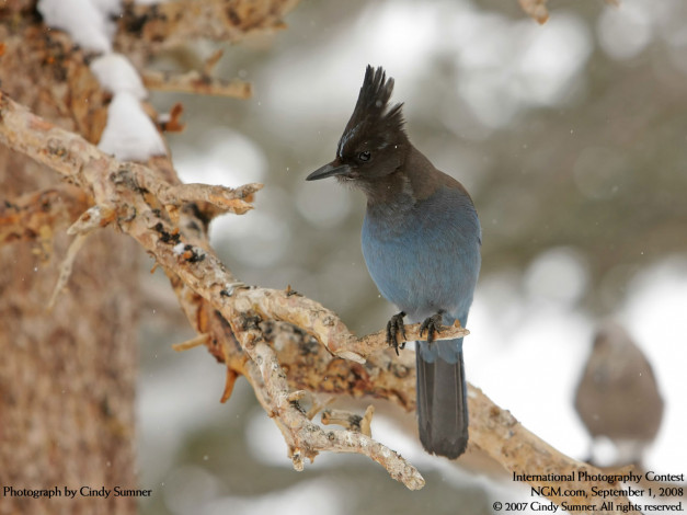 Обои картинки фото животные, птицы