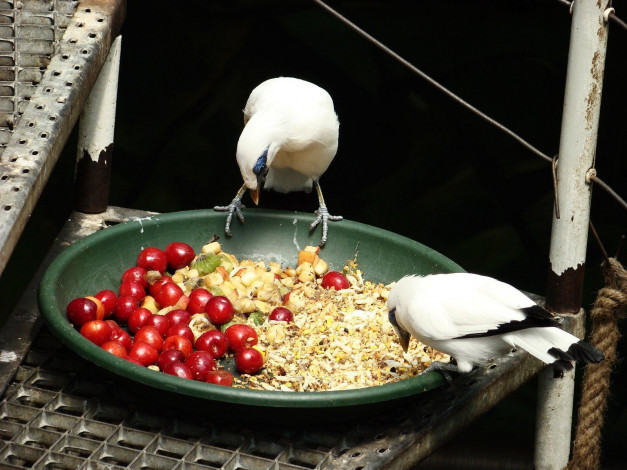 Обои картинки фото животные, птицы