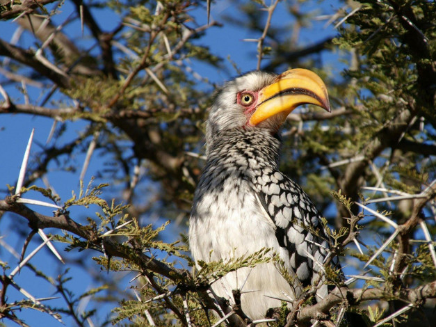 Обои картинки фото животные, птицы, хищники