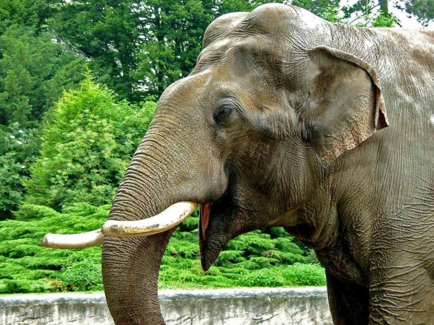Обои картинки фото животные, слоны
