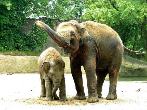 Обои картинки фото животные, слоны