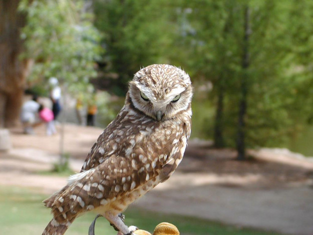 Обои картинки фото животные, совы