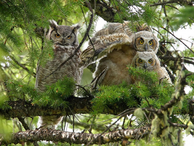 Обои картинки фото животные, совы